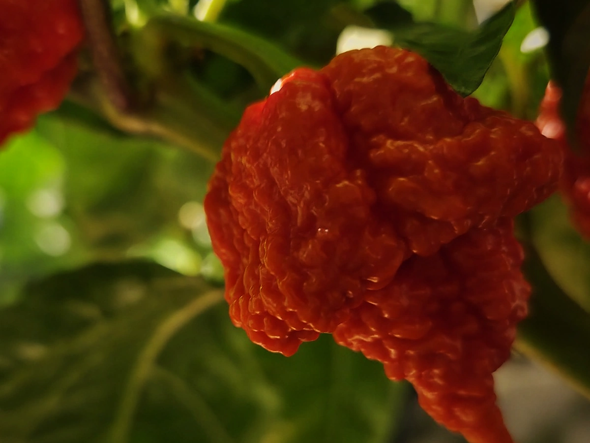 Rijpe superhot pepers aan de plant in de kweekkamer