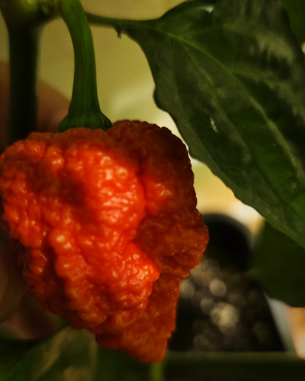 Rijpe superhot peper aan de plant in de eigen kweekkamer