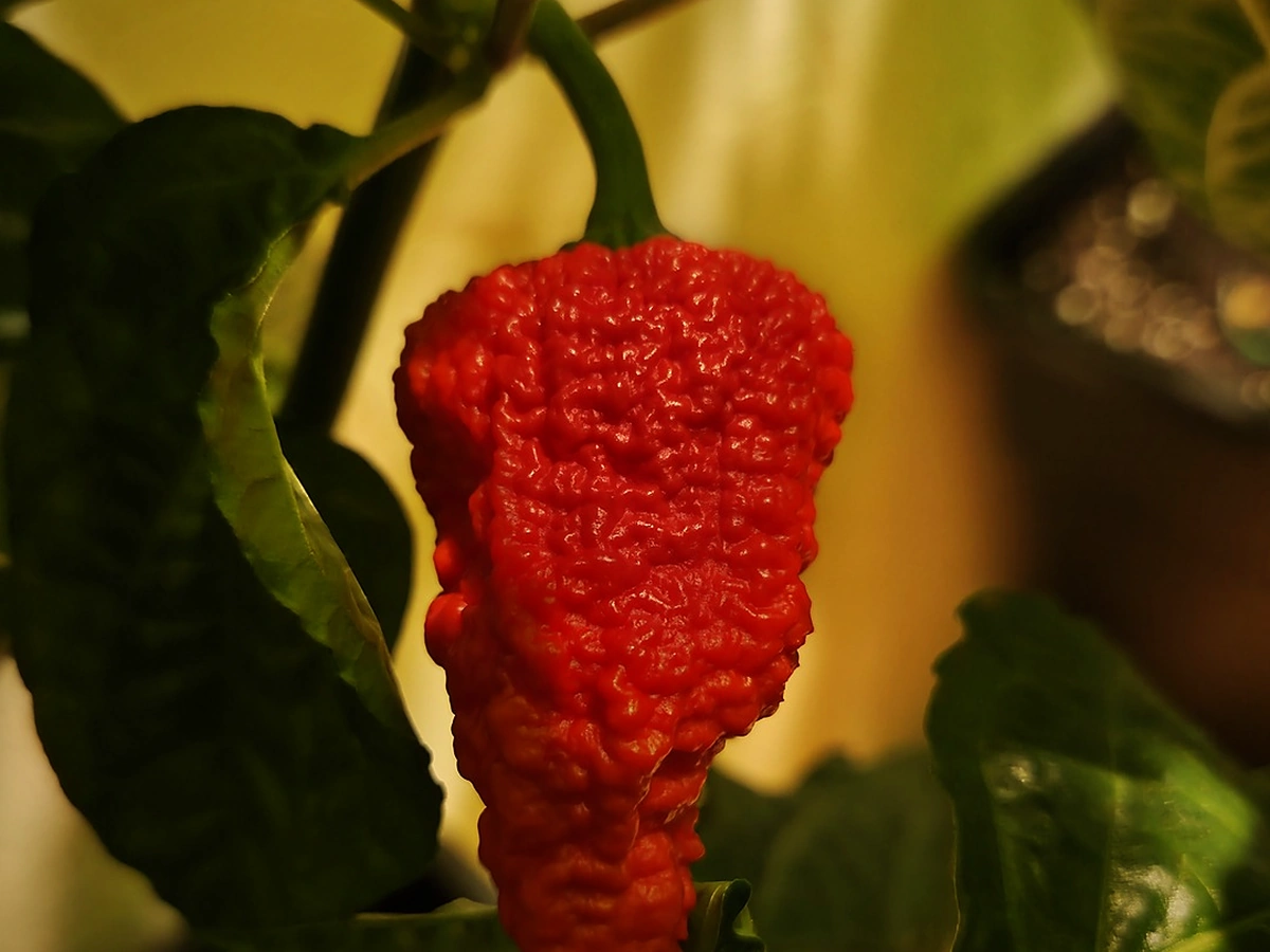 Peperplant met rijpe peper in de kweekkast