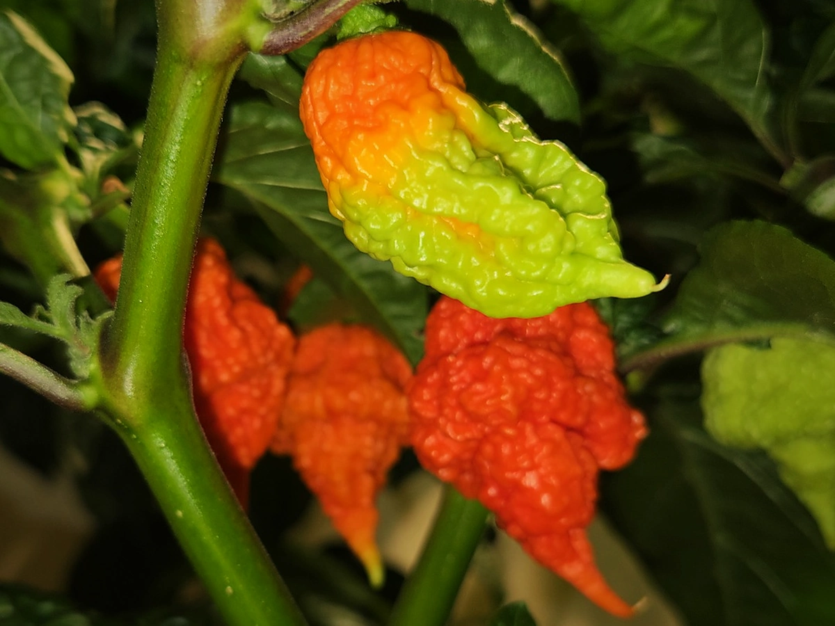 Pepers die van groen naar oranje en rood kleuren