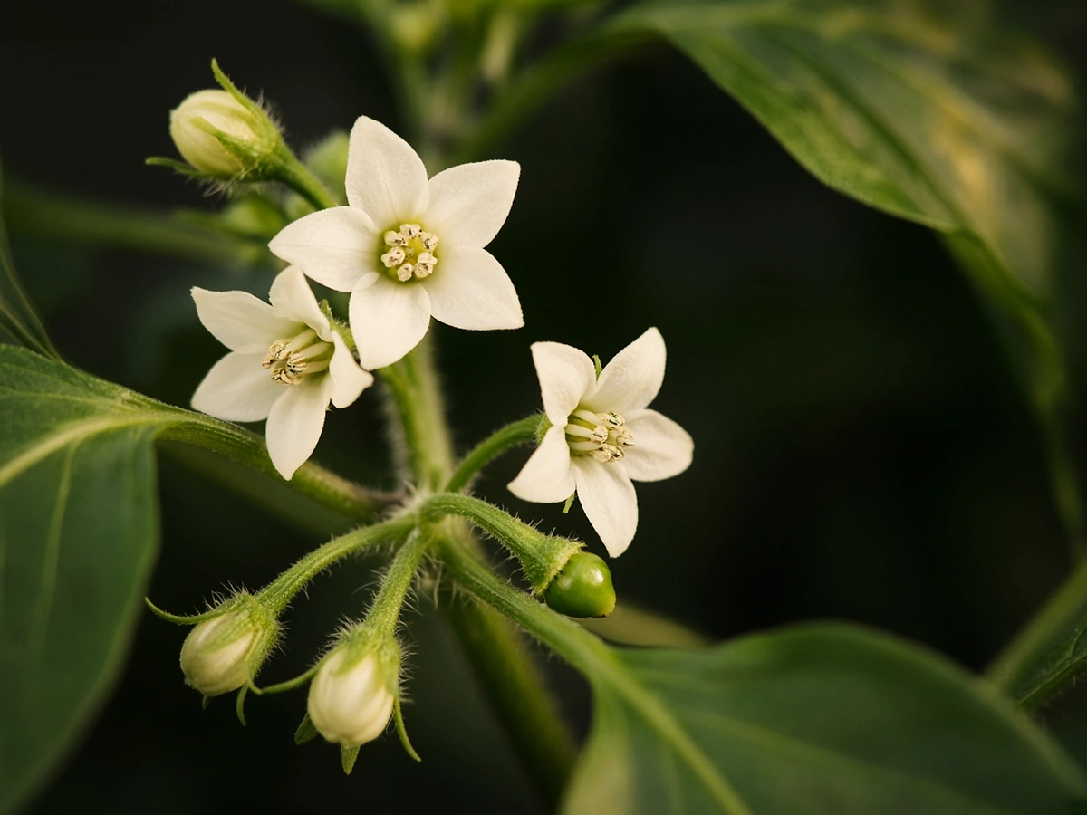 Witte peperbloemen en een eerste klein vruchtje
